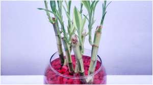 bamboo plant