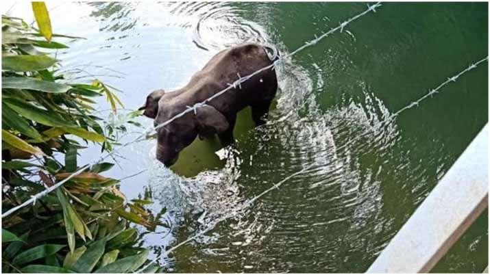 गर्भवती हथिनी की गांववालों ने ले ली जान गर्भवती हथिनी की गांववालों ने ले ली जान