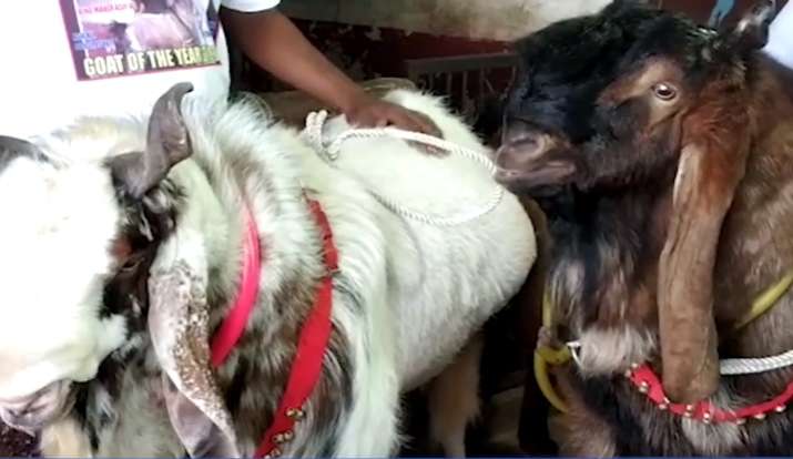 heaviest goat of quarter to two quintals in Bhopal