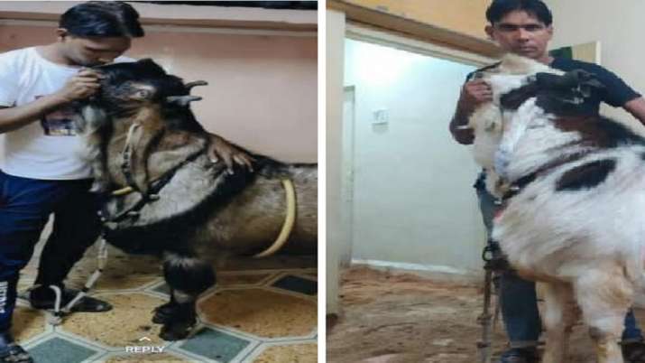 heaviest goat of quarter to two quintals in Bhopal