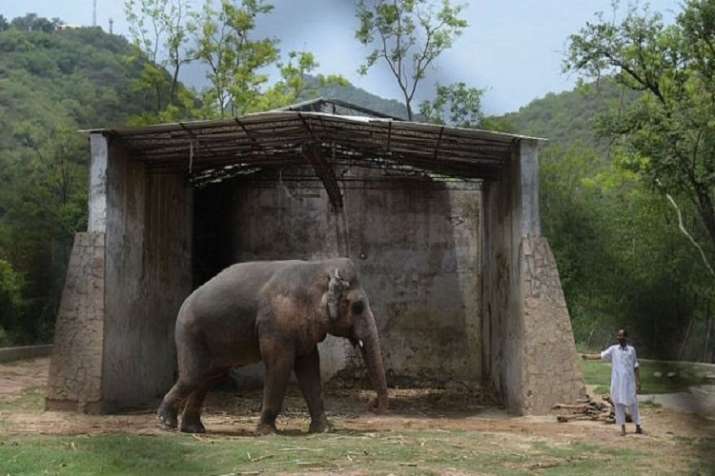 पाकिस्तान की 'कैद' से आजाद हुआ एकमात्र एशियन हाथी, 35 साल से रह रहा था अकेला