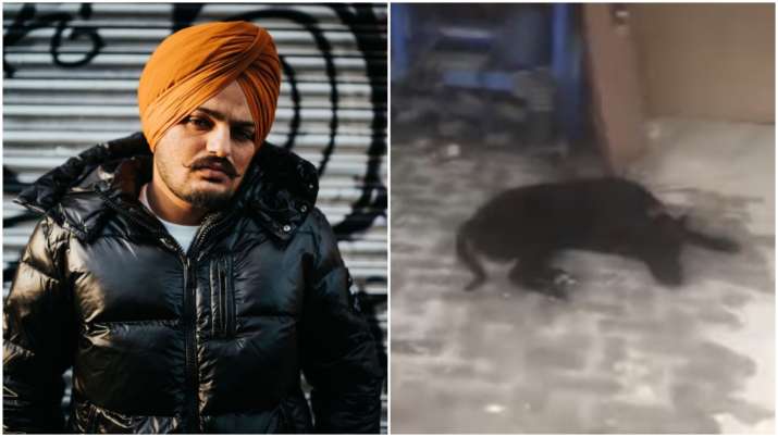 Sidhu Moosewala Pet Dogs: सिद्धू मूसेवाला की मौत से उबर नहीं पा रहे हैं उनके पेट डॉग, छोड़ दिया है खाना-पीना