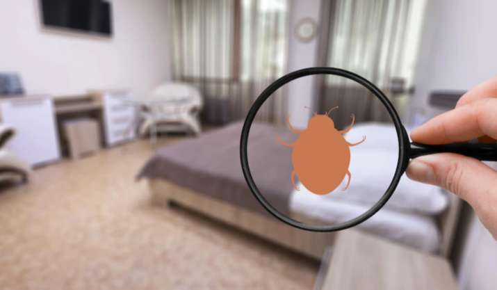 Bed Bugs Home Remedies: खटमल के आतंक से हो गए हैं परेशान, तो इन आसान घरेलू उपायों से करें उनका सफाया
