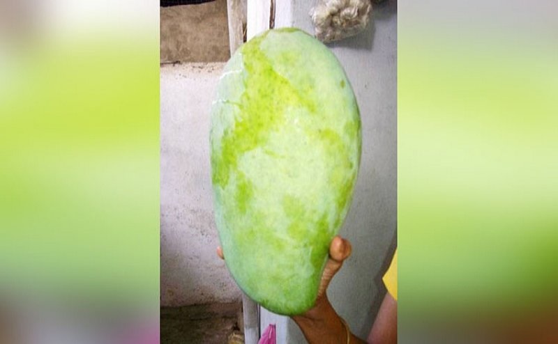 World largest mango noorjahan