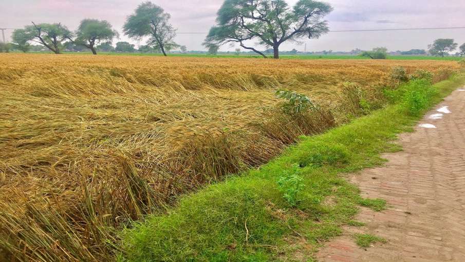 hailstorm destroyed wheat and maize crops