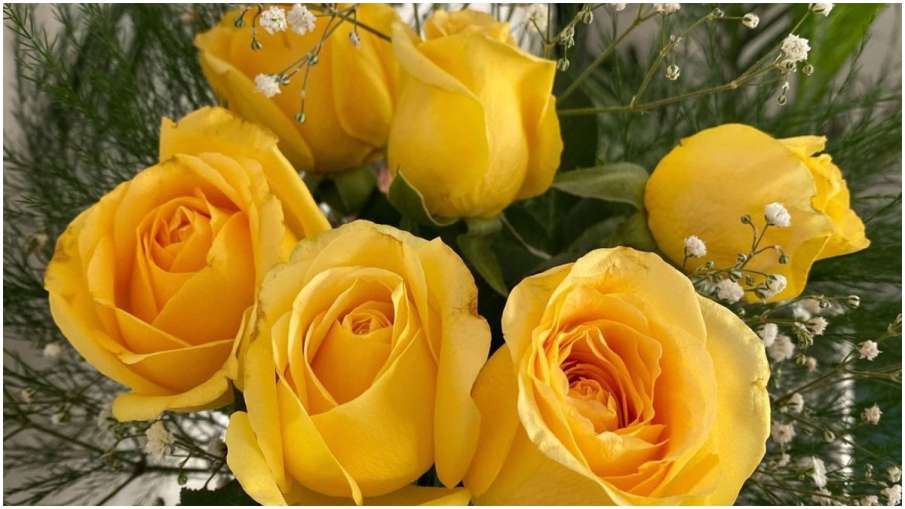 yellow rose yellow rose