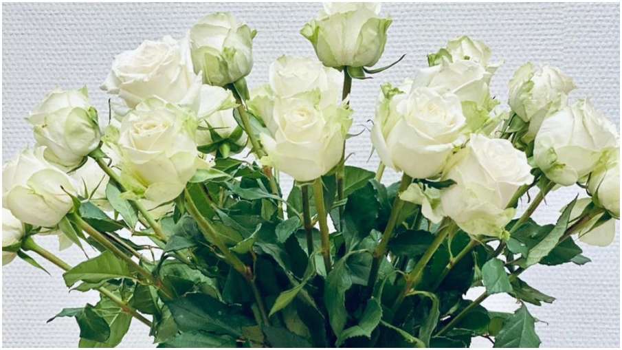 white rose white rose
