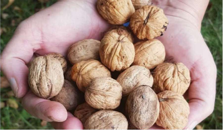 Uric Acid Walnuts Akhrot ke fayde nuksan यूरिक एसिड कंट्रोल करने में
