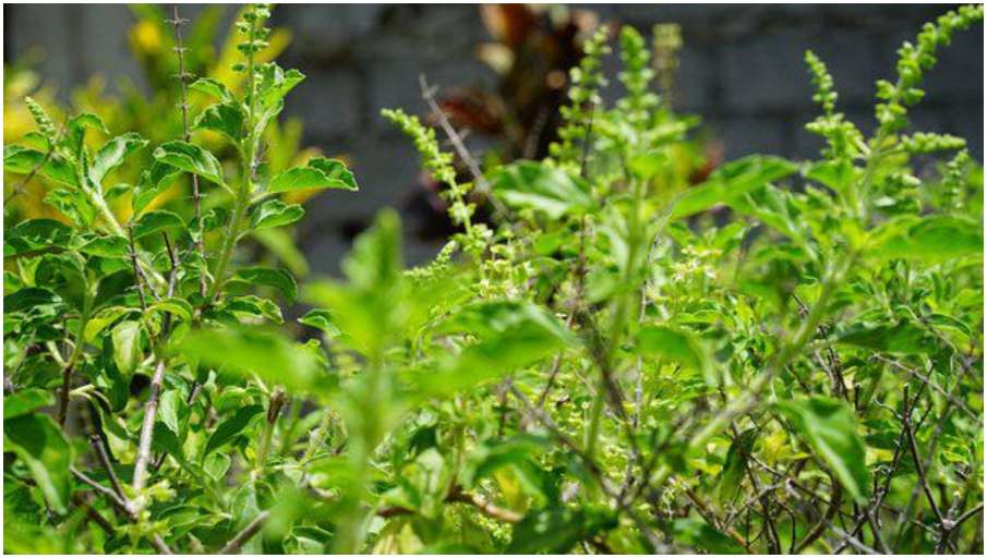 Tulsi Plant