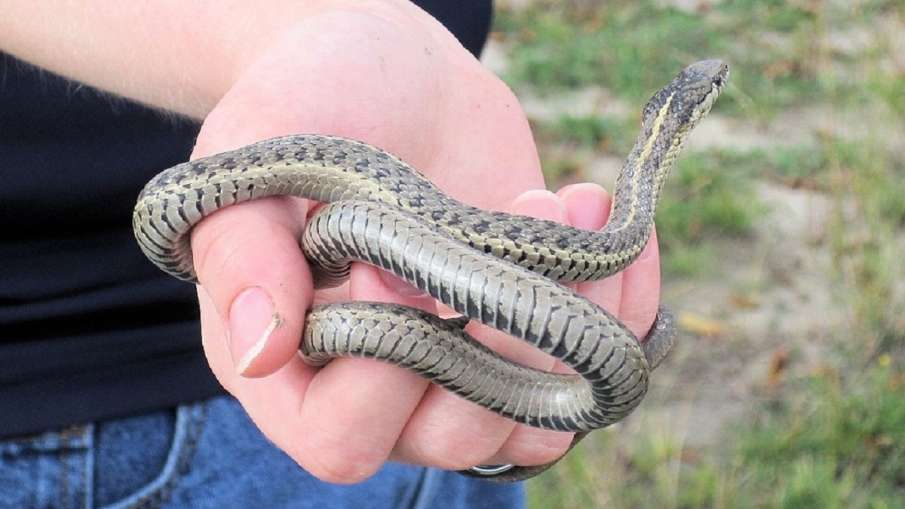 Snake on plane, Snake on plane Newark, Garter Snake, Garter Snake on Plane