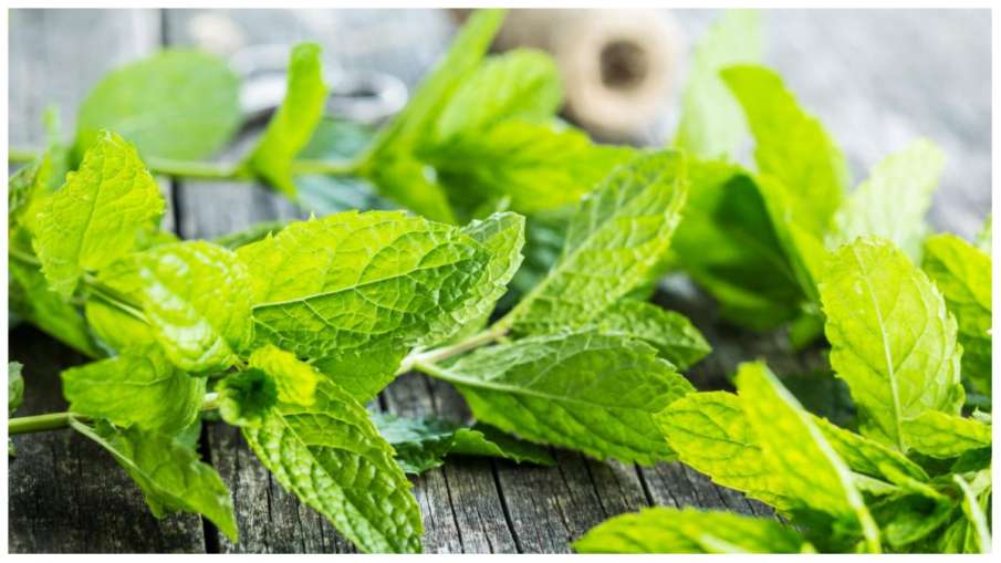 Chew On Mint Leaves