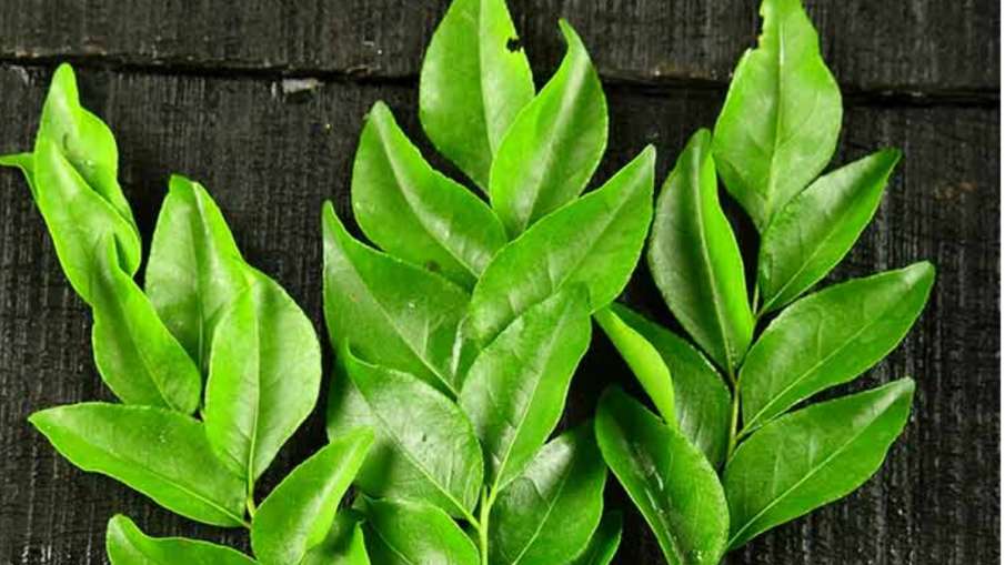 curry_leaf curry_leaf