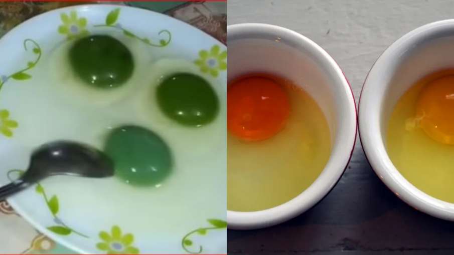 अंडे की जर्दी का रंग पीला और हरा क्यों होता है? समझें Egg yolk के कलर