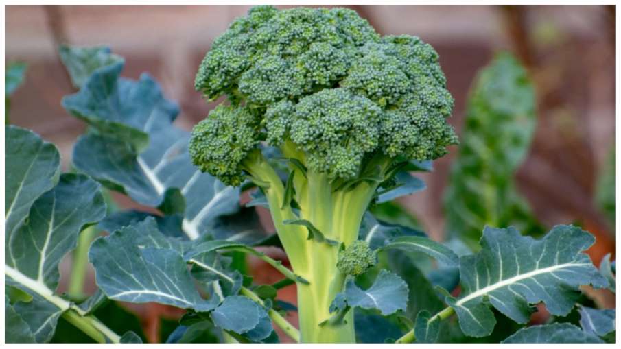 broccoli