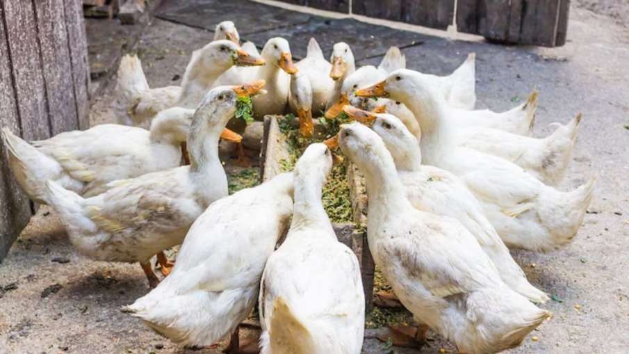 Bird flu crisis in Jharkhand