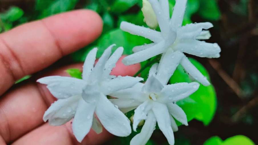  jasmine flower
