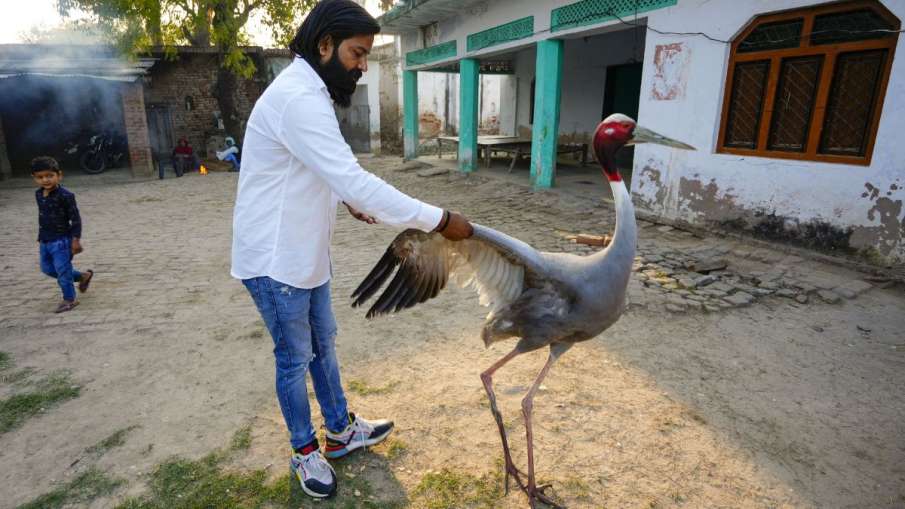 Arif Khan sarus crane, Arif Khan sarus, Arif Khan Akhilesh Yadav, Akhilesh Yadav