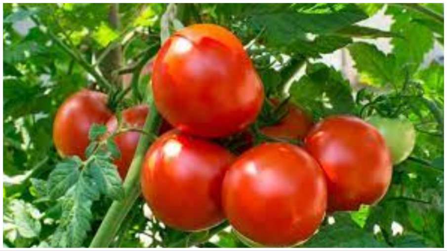 tomato_for_health