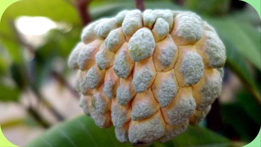  Custard_apple_vitamins