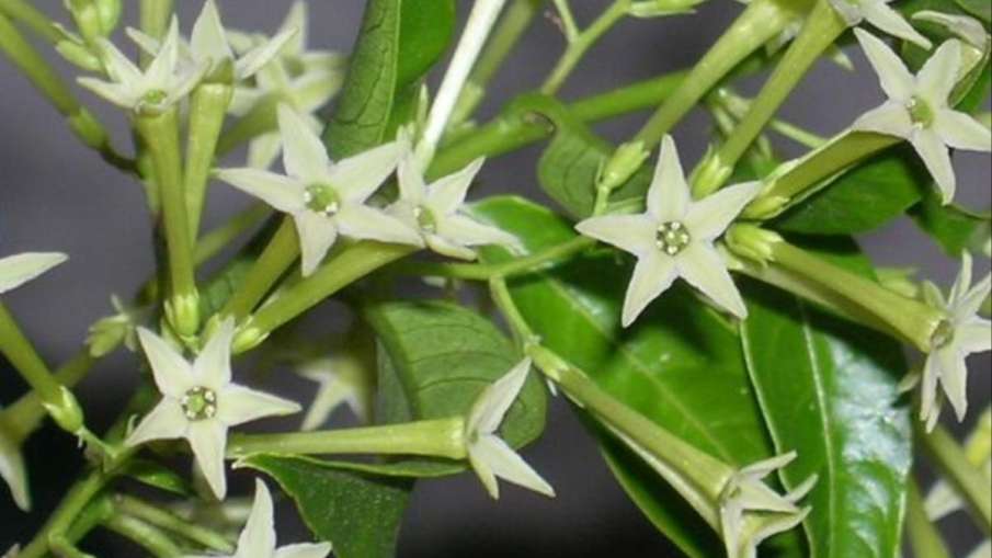 एंग्जायटी दूर करने के लिए घर में लगाएं ये फूल plants help with