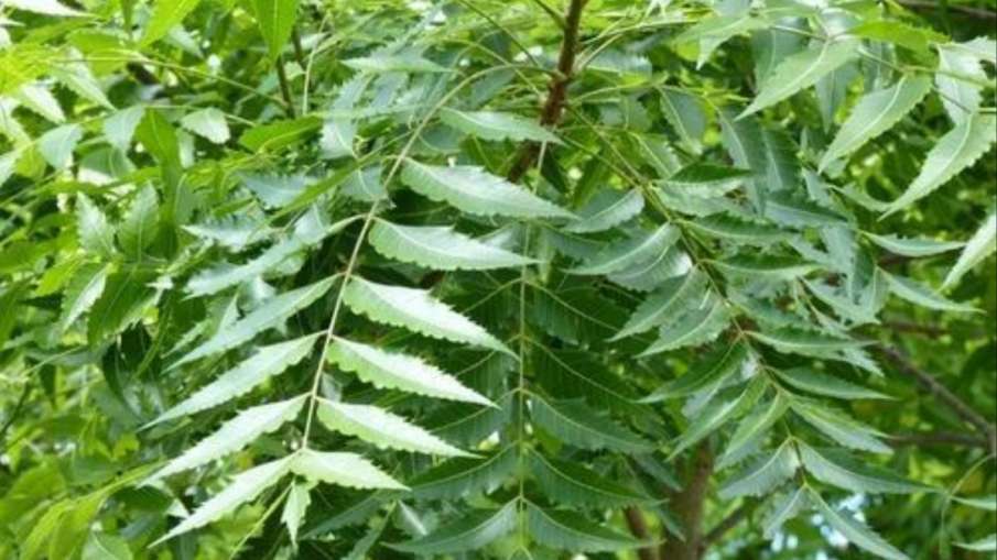 neem_benefits