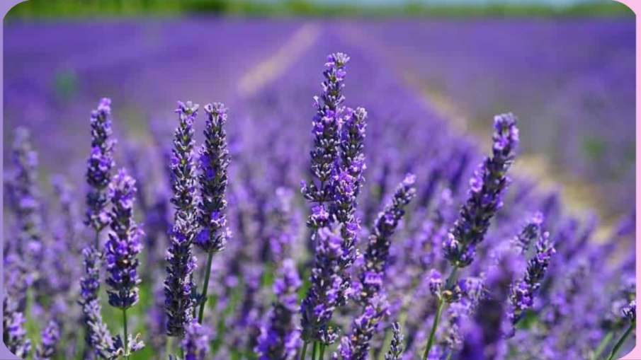 lavender_flower