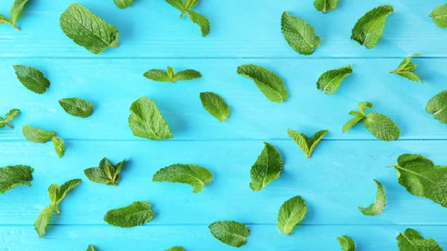 dried mint leaves