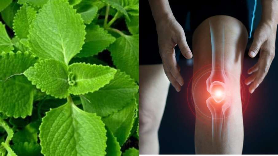 अजवाइन के पत्ते के फायदे इस पत्ते का पानी कम कर सकता है गठिया का दर्द