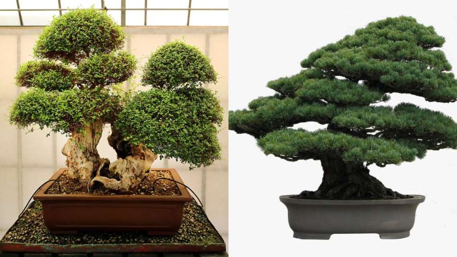 world most expensive tree is Japanese white pine Bonsai tree worth more