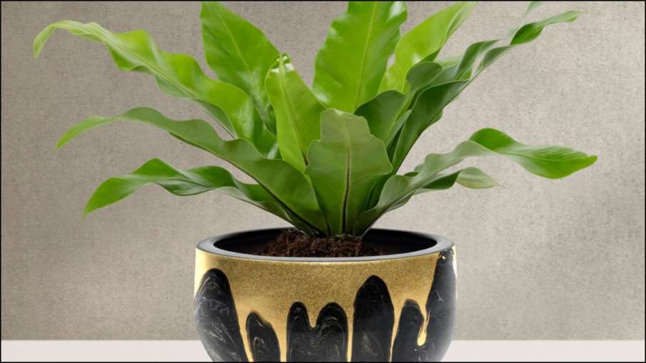 Plants Plants