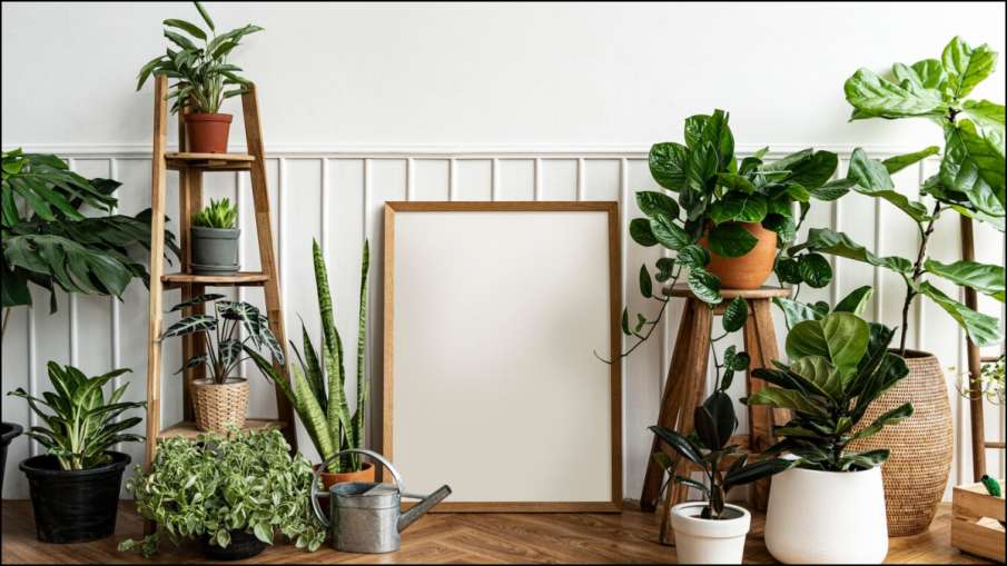 Indoor Plants Indoor Plants