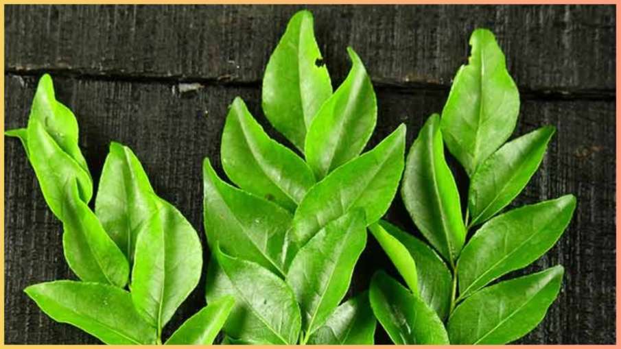 curry leaf