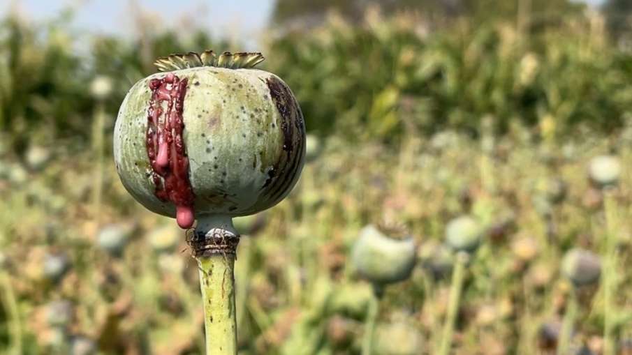 opium farming