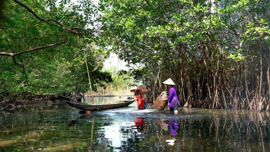 Mangroves, Mangroves Explainer, Mangroves News