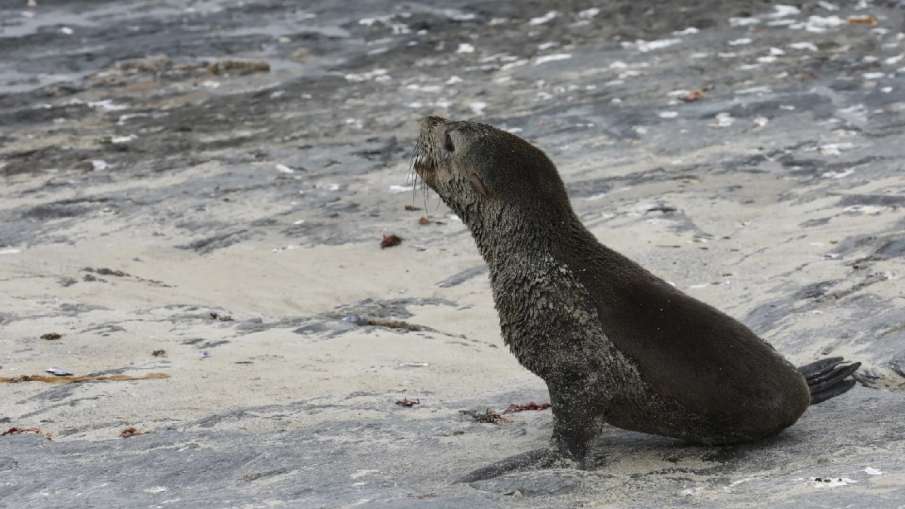 Rabies in Seals 