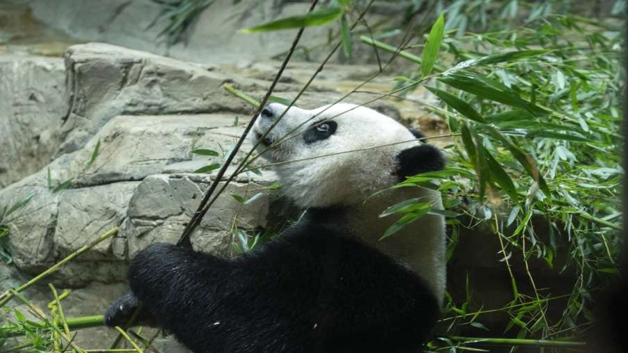 Panda in China 