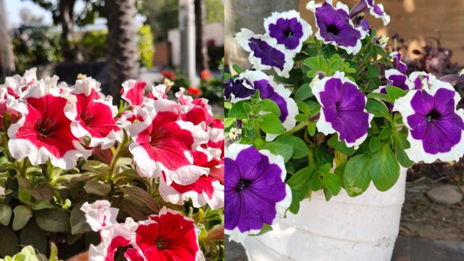 Realme 14 Pro Plus, Realme 14 Pro Plus Review, Realme 14 Pro Plus Camera Test