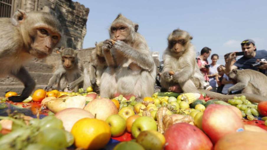पार्टी करते बंदर