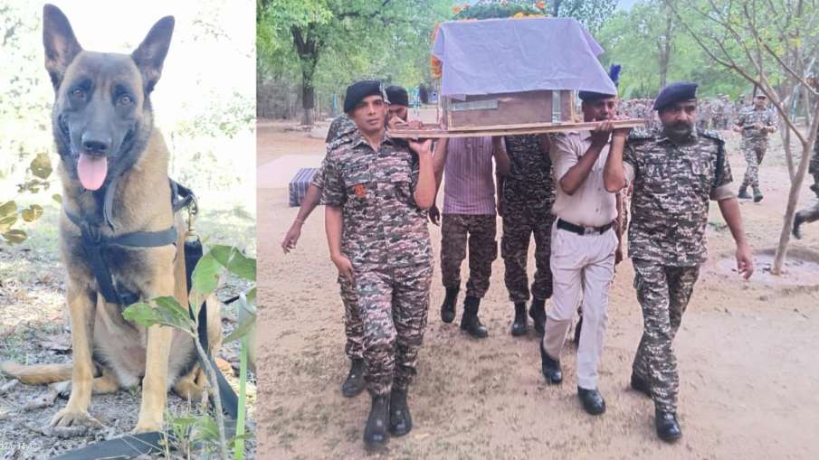 मधुमक्खियों के हमले से शहीद हुआ K9 रोलो।