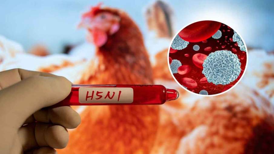अमेरिका में फैल रहा H5N1 वायरस