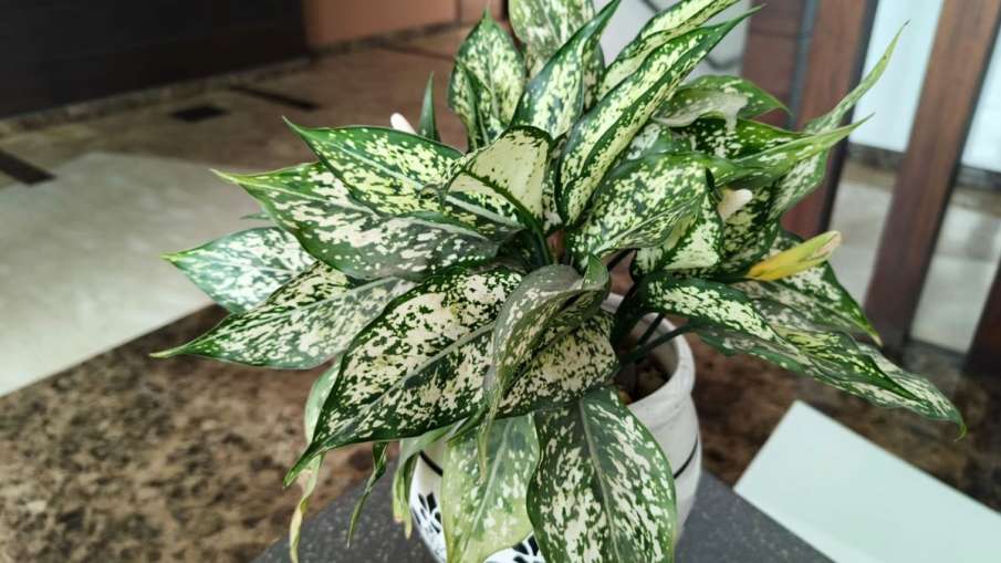 Infinix Note 50s 5G, Infinix Note 50s, Infinix Note 50s Price, Infinix Note 50s review