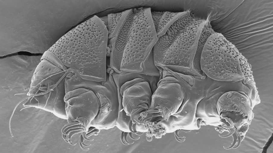 Tardigrade