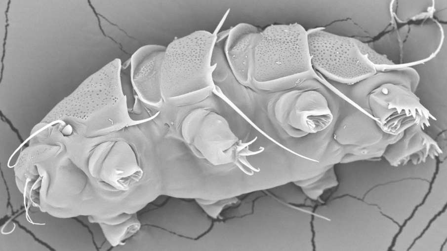 Tardigrade