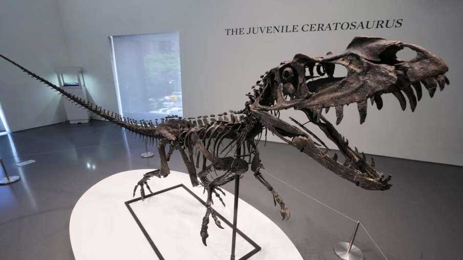 Ceratosaurus dinosaur skeleton