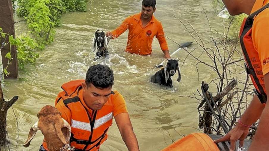 Animals Rescue