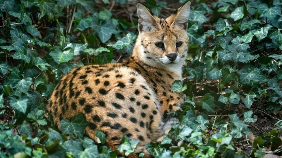 African Serval Cat smuggling, India Bangladesh border
