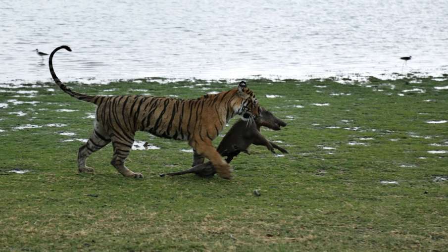 Tigers