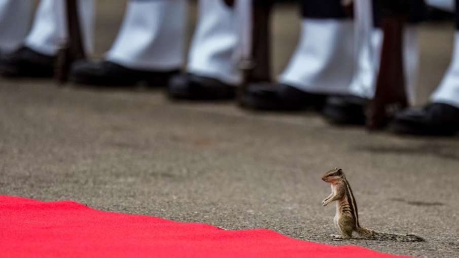 भारतीय सेना के साथ राष्ट्रध्वज को सलामी देती हुई नजर आई गिलहरी