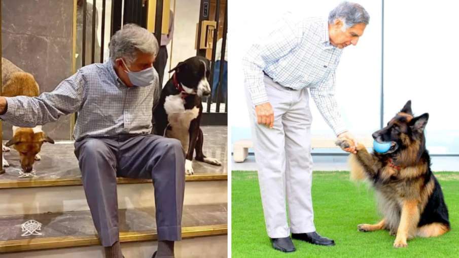 Ratan Tata, Ratan tata dogs,
