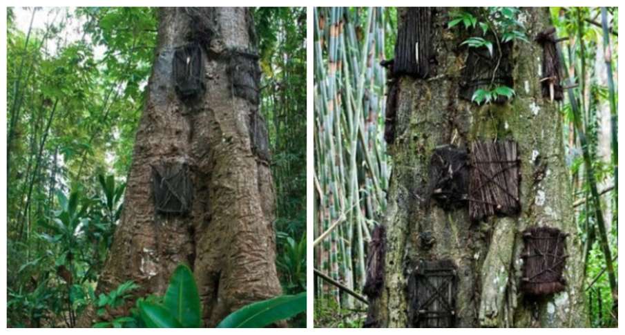 बेबी ट्री बेबी ट्री